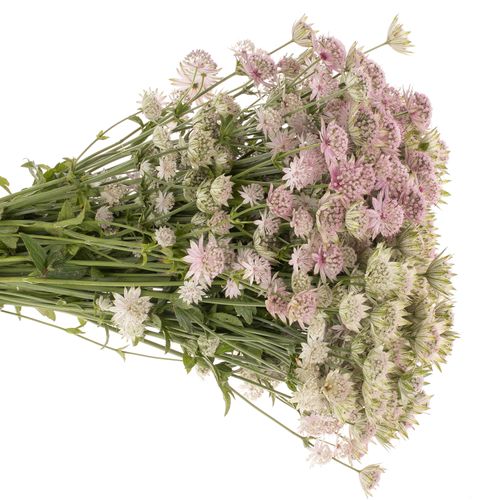 Astrantia rosa pink Sensation 50cm
