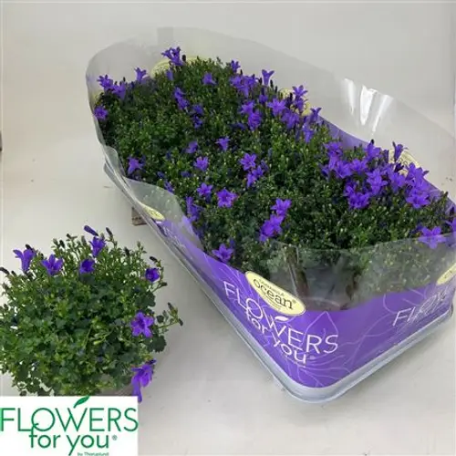 Campanula lila Port. Schnäpch.von Uhr T10,5 H022