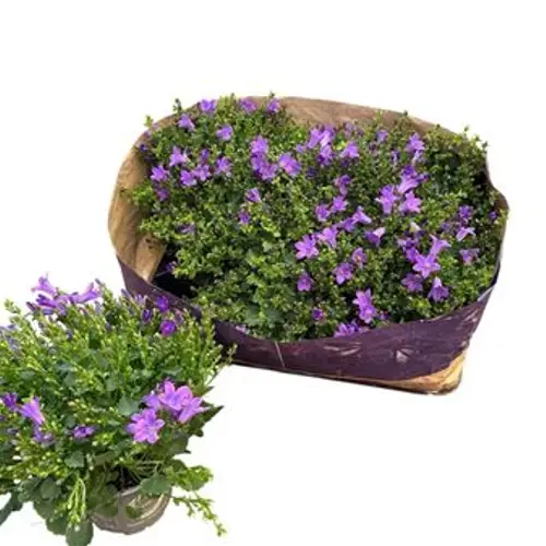 Campanula lila Port. Schnäpch.von Uhr T10,5 H020