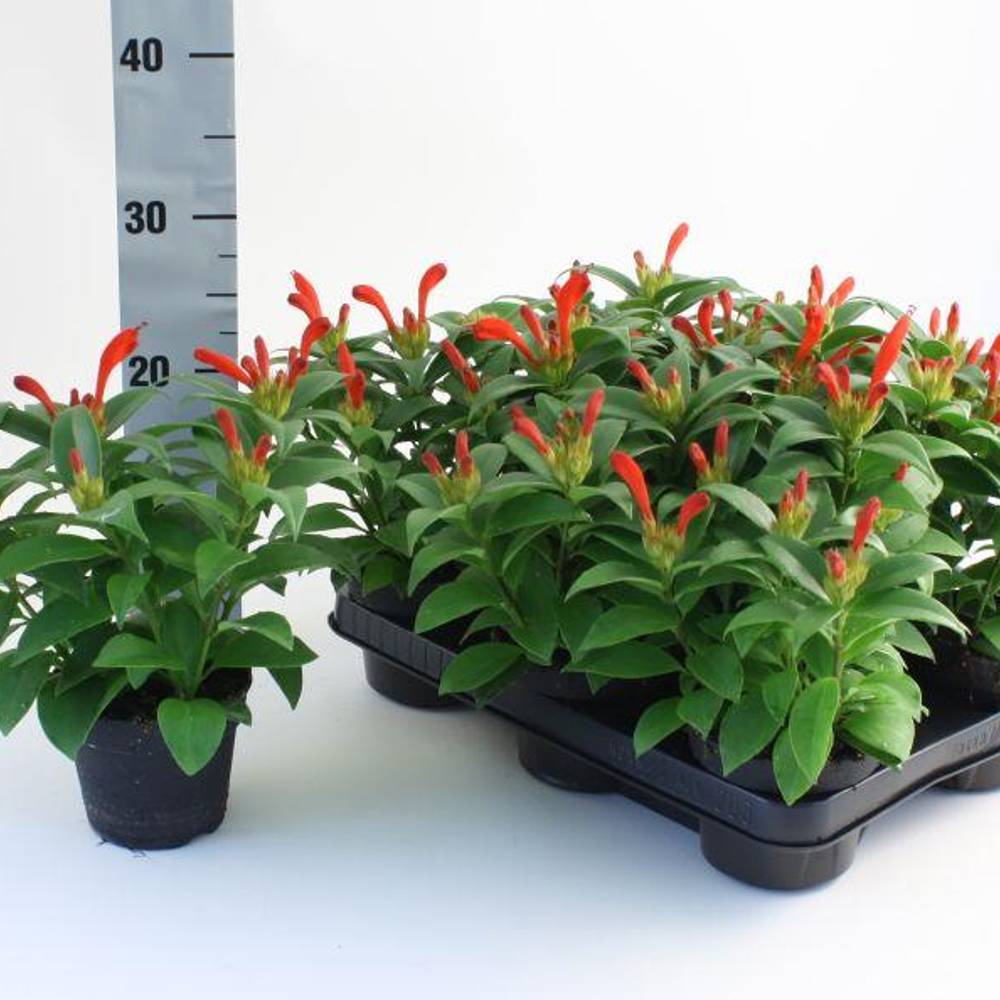 Aeschynanthus Hybrid T11 H028