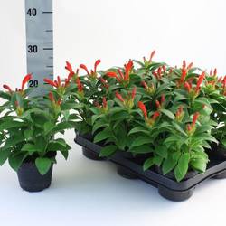 Aeschynanthus Hybrid T11 H028