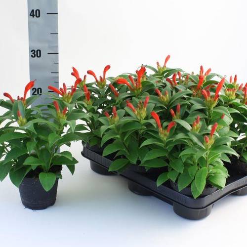 Aeschynanthus Hybrid T11 H028