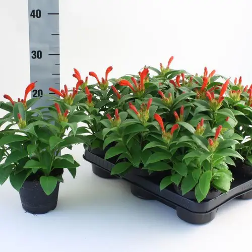Aeschynanthus Hybrid T11 H028