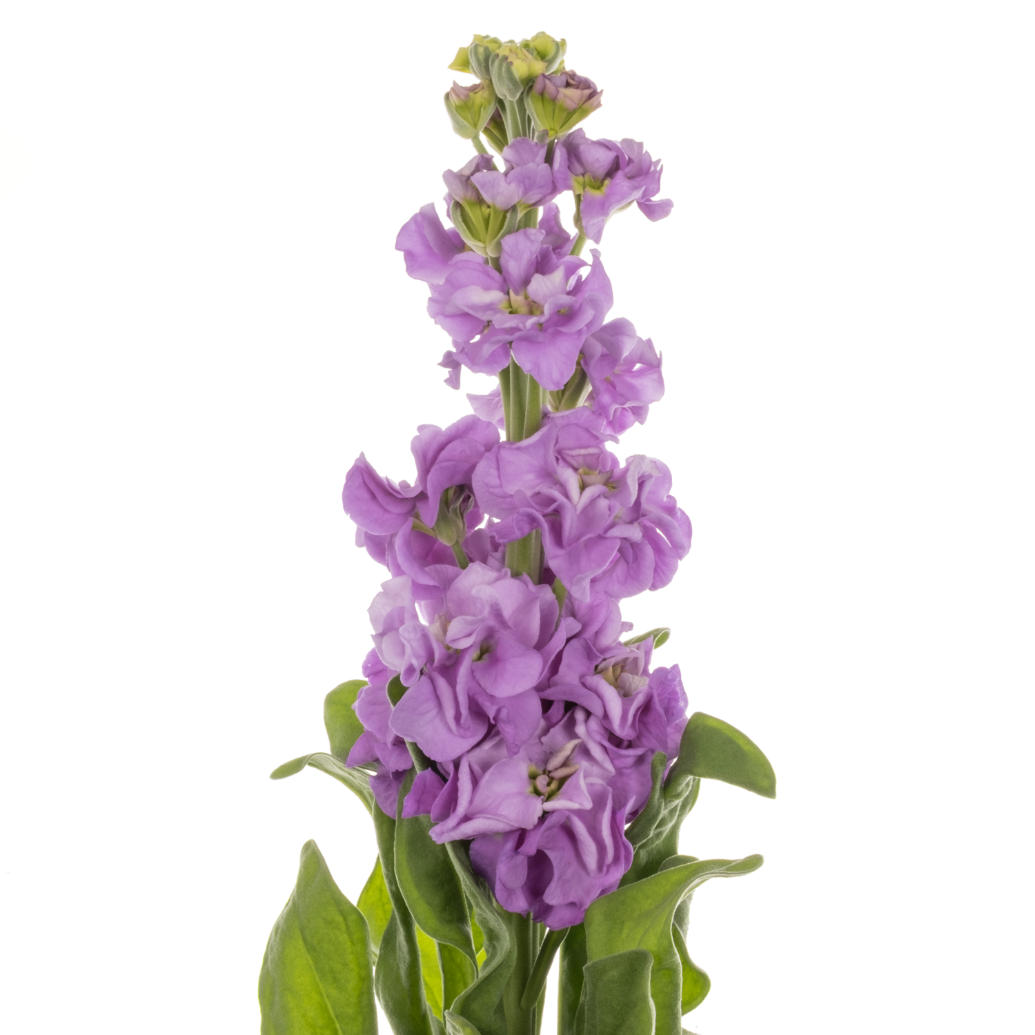 Levkoje lila Impala Lavender 55cm