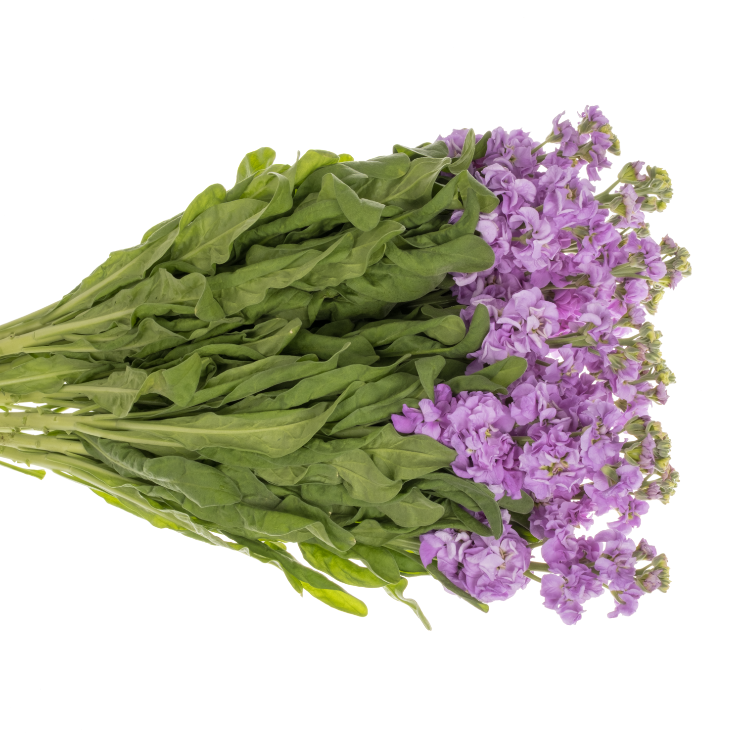 Levkoje lila Impala Lavender 55cm