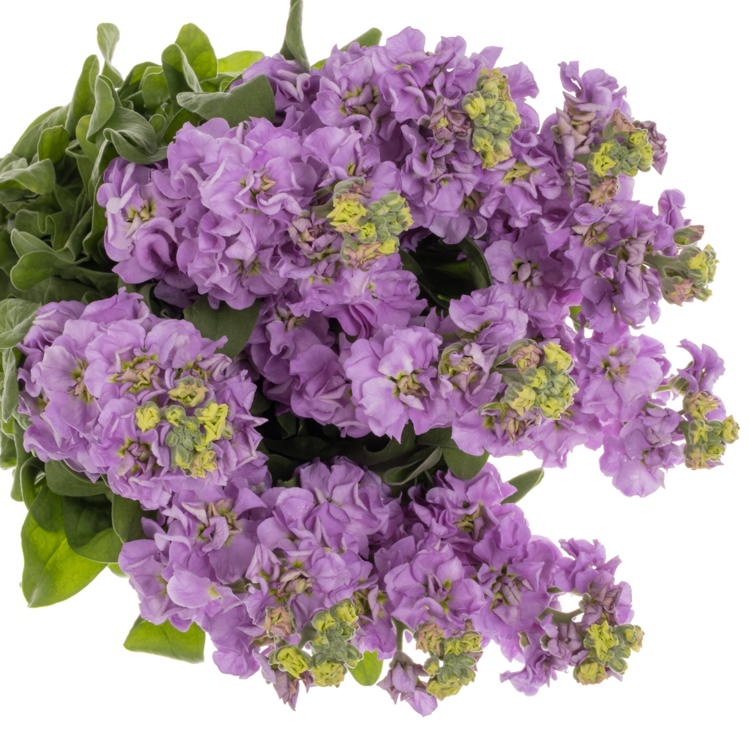 Levkoje lila Impala Lavender 55cm