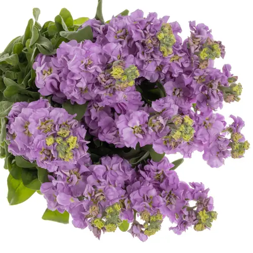 Levkoje lila Impala Lavender 55cm