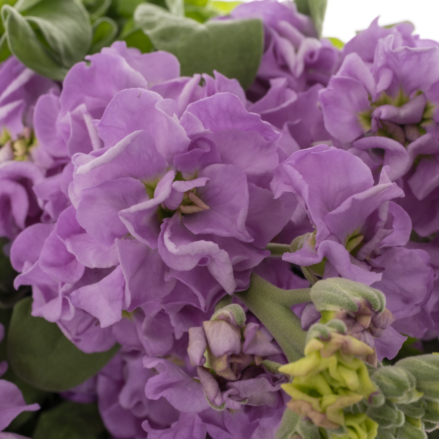 Levkoje lila Impala Lavender 55cm