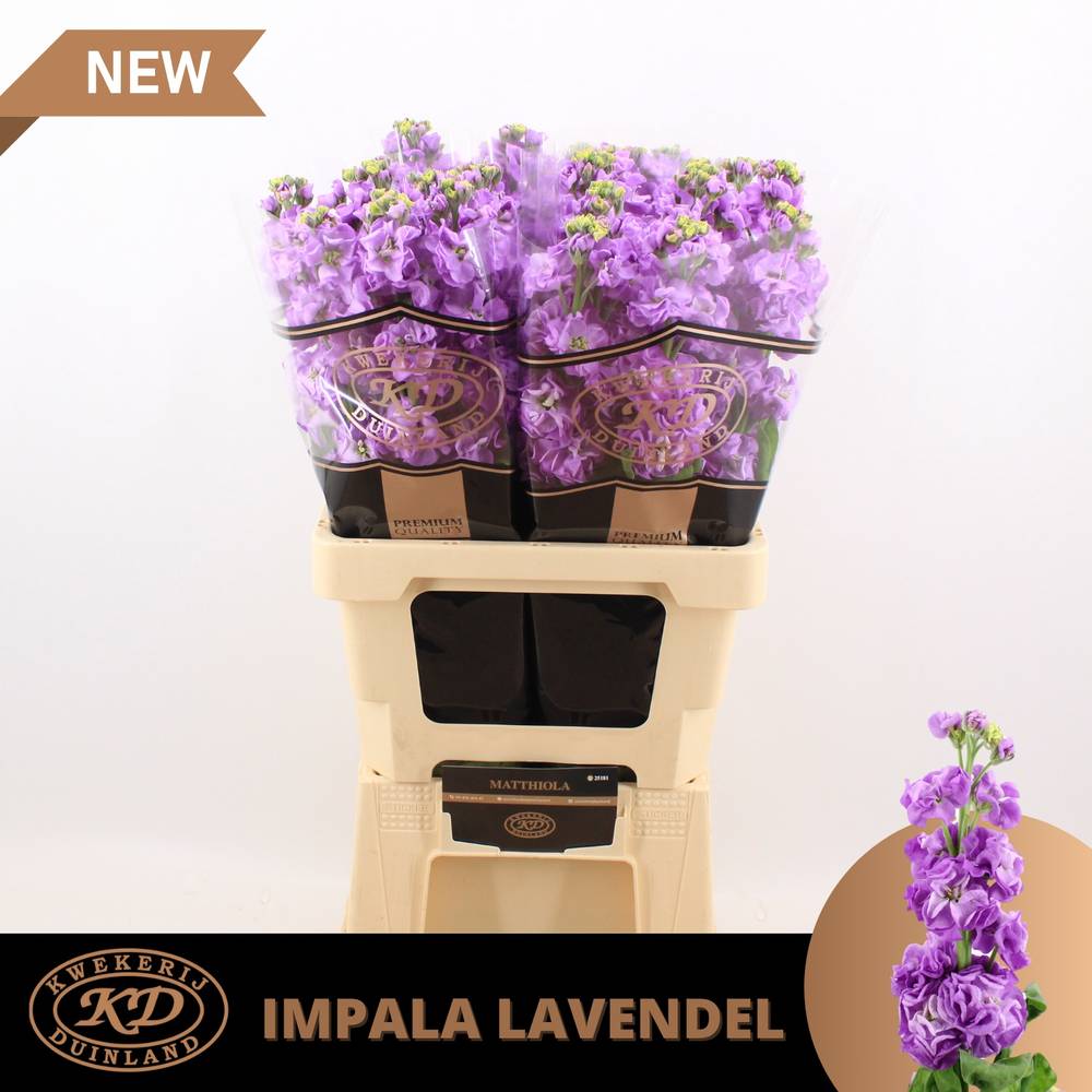 Levkoje lila Impala Lavender 55cm