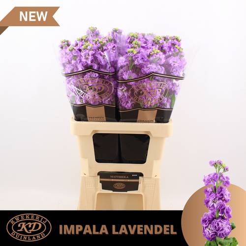 Levkoje lila Impala Lavender 55cm