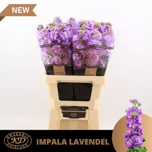Levkoje lila Impala Lavender 55cm