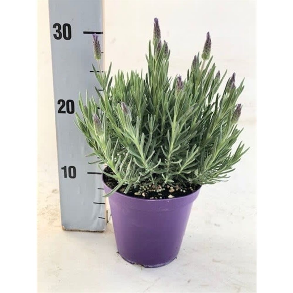 Lavendel Stoechas T14 H030