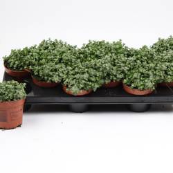 Helichrysum Micro T10,5 H15