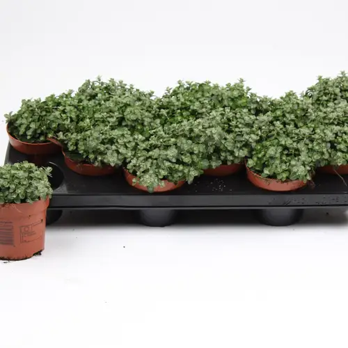 Helichrysum Micro T10,5 H15