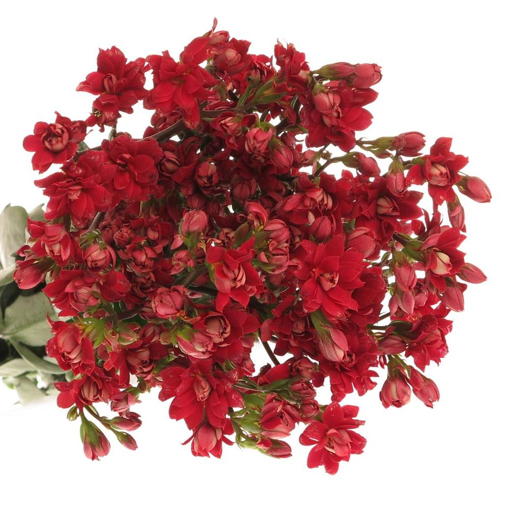 Kalanchoe rot   50cm