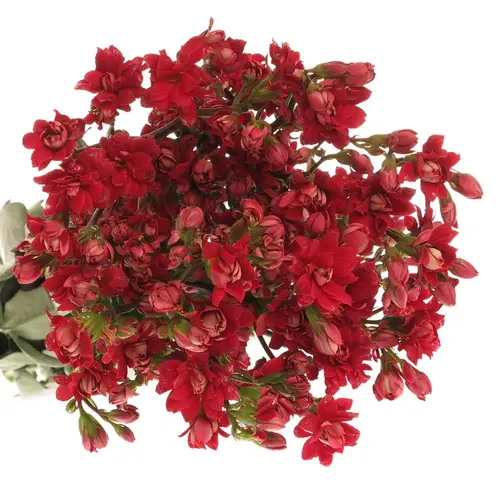 Kalanchoe rot   50cm