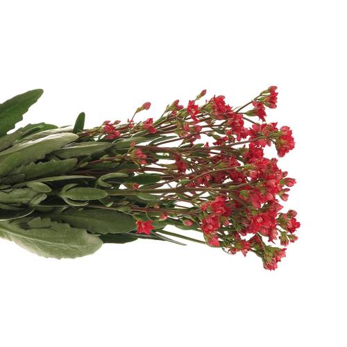 Kalanchoe rot   50cm