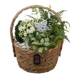 Kal.Arr PTIB5225 T18 H026