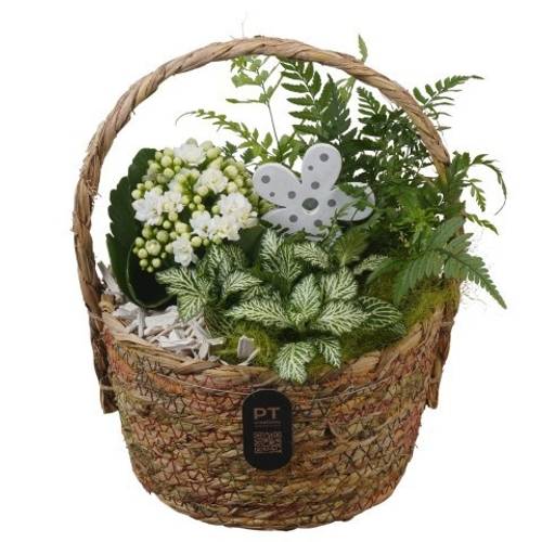 Kal.Arr PTIB5225 T18 H026