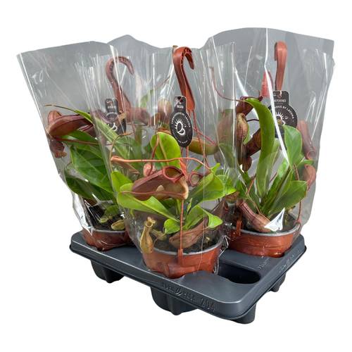 Nepenthes Alata Ampeltopf T14 H028