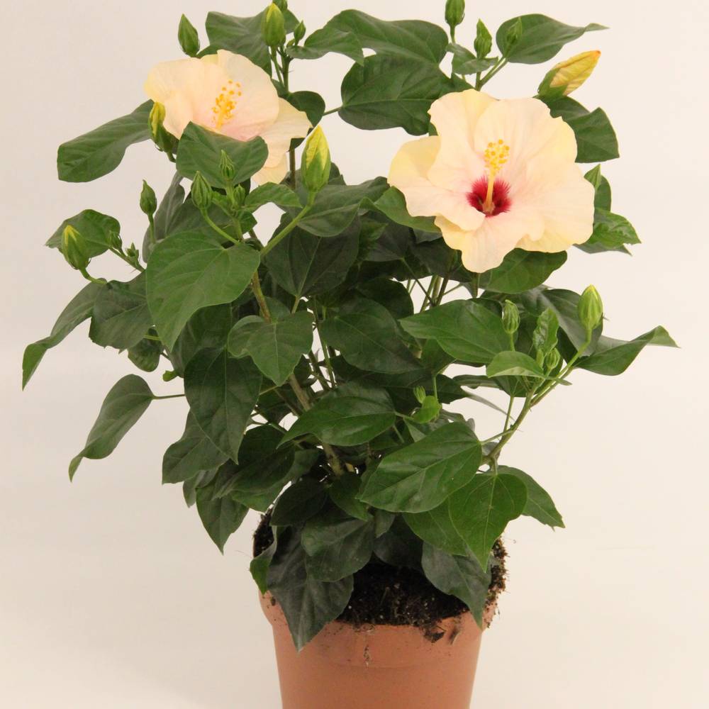 Hibiskus weiss T17 H50