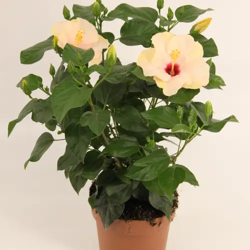 Hibiskus weiss T17 H50