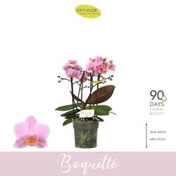 Phal.3-5R rosa Boquetto T12 H035