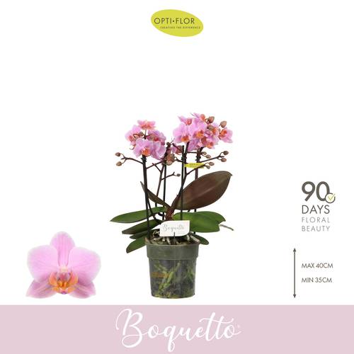 Phal.3-5R rosa Boquetto T12 H035