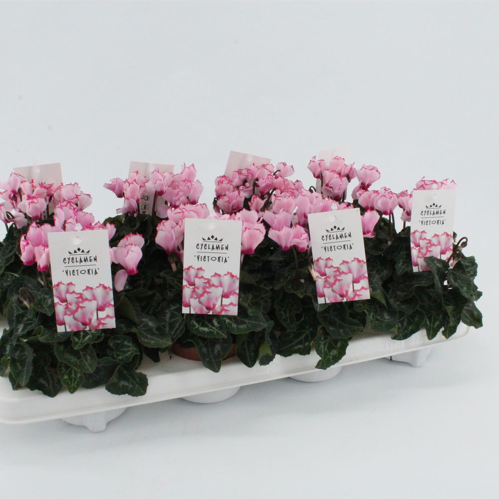 Cycl.rosa Victoria T10,5 H20