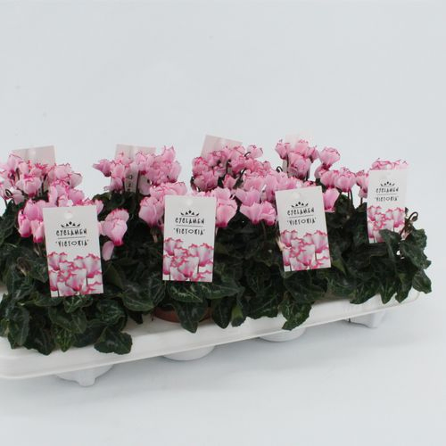 Cycl.rosa Victoria T10,5 H20