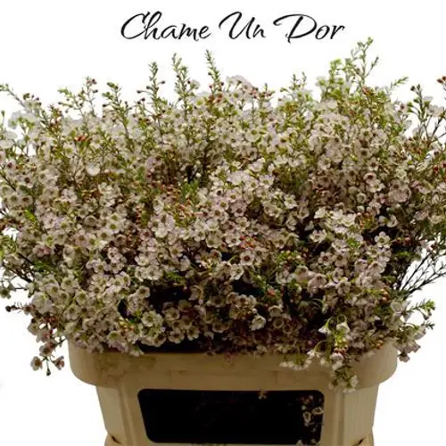 Wachsflower creme Dor 55 Gramm 80cm