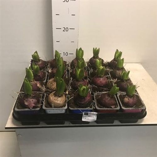 Hyazinthe 1er mix Schnapchen Von Uhr T07 H015