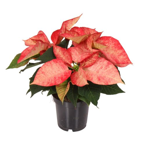 Poins.rosa Ice Crystal 3+ T10,5 H025