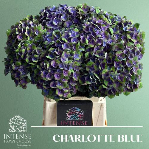 Hortensie lila Charlotte Bol 16cm 60cm