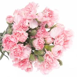 Spraynelke rosa Roxanne 70cm X20