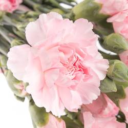 Spraynelke rosa Roxanne 70cm X20