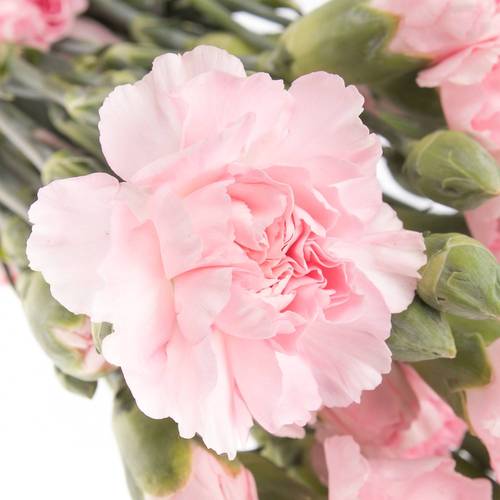 Spraynelke rosa Roxanne 70cm X20