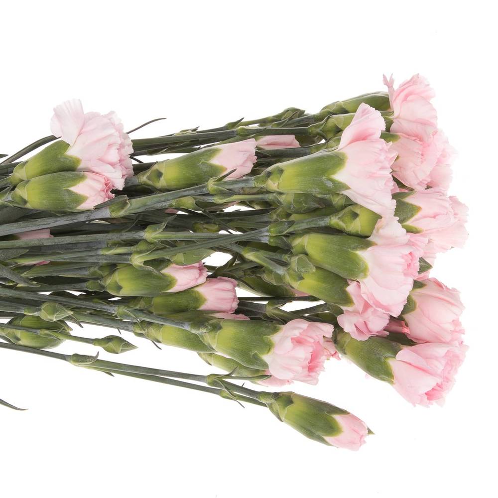 Spraynelke rosa Roxanne 70cm X20