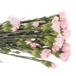 Spraynelke rosa Roxanne 70cm X20