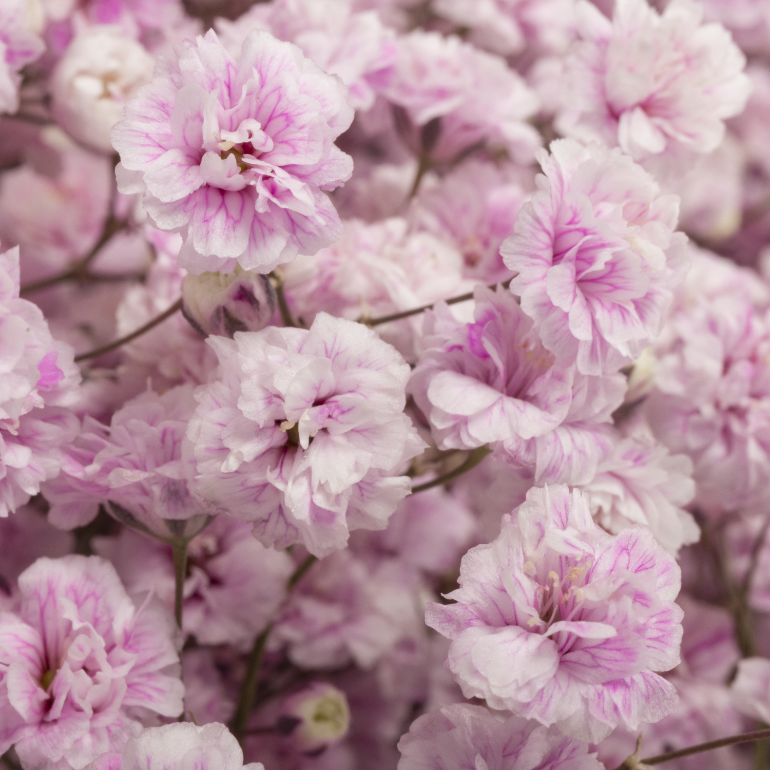 Gyps hell rosa Ecuador grosse Blüte 75 cm