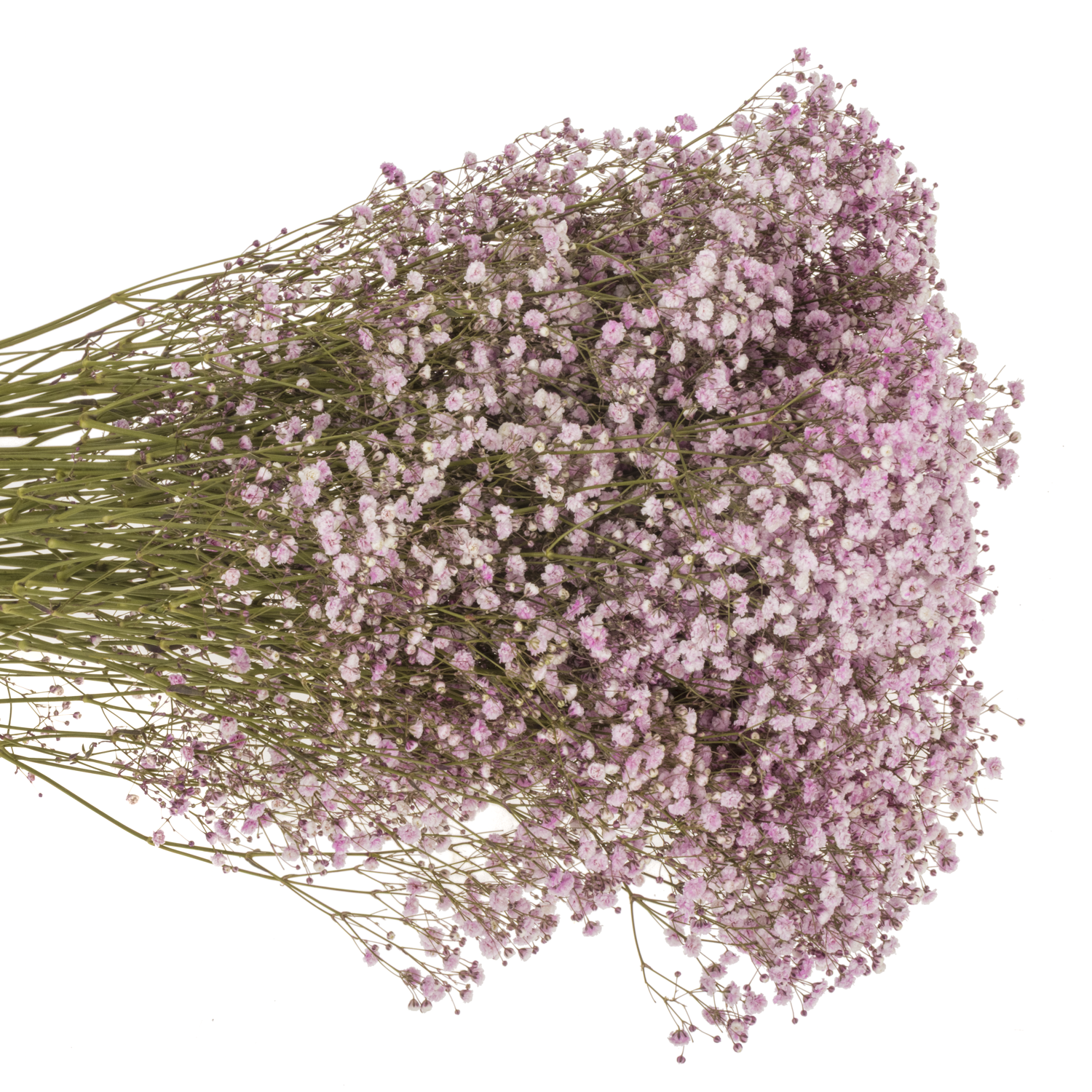 Gyps hell rosa Ecuador grosse Blüte 75 cm