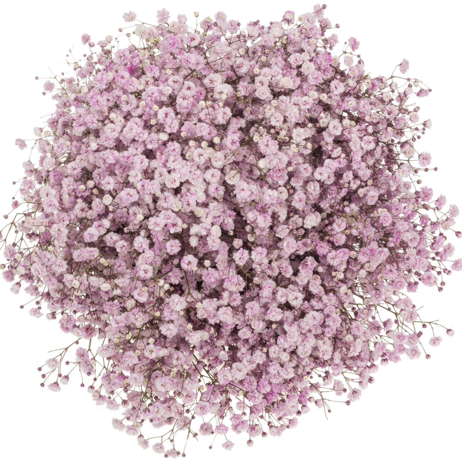 Gyps hell rosa Ecuador grosse Blüte 75 cm