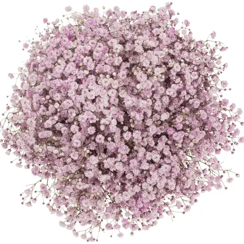 Gyps hell rosa Ecuador grosse Blüte 75 cm