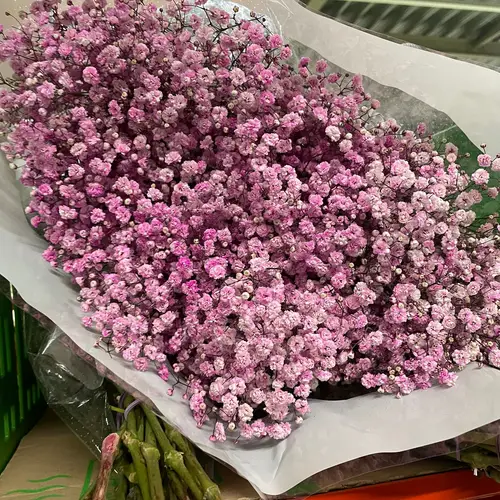 Gyps hell rosa Ecuador grosse Blüte 75 cm