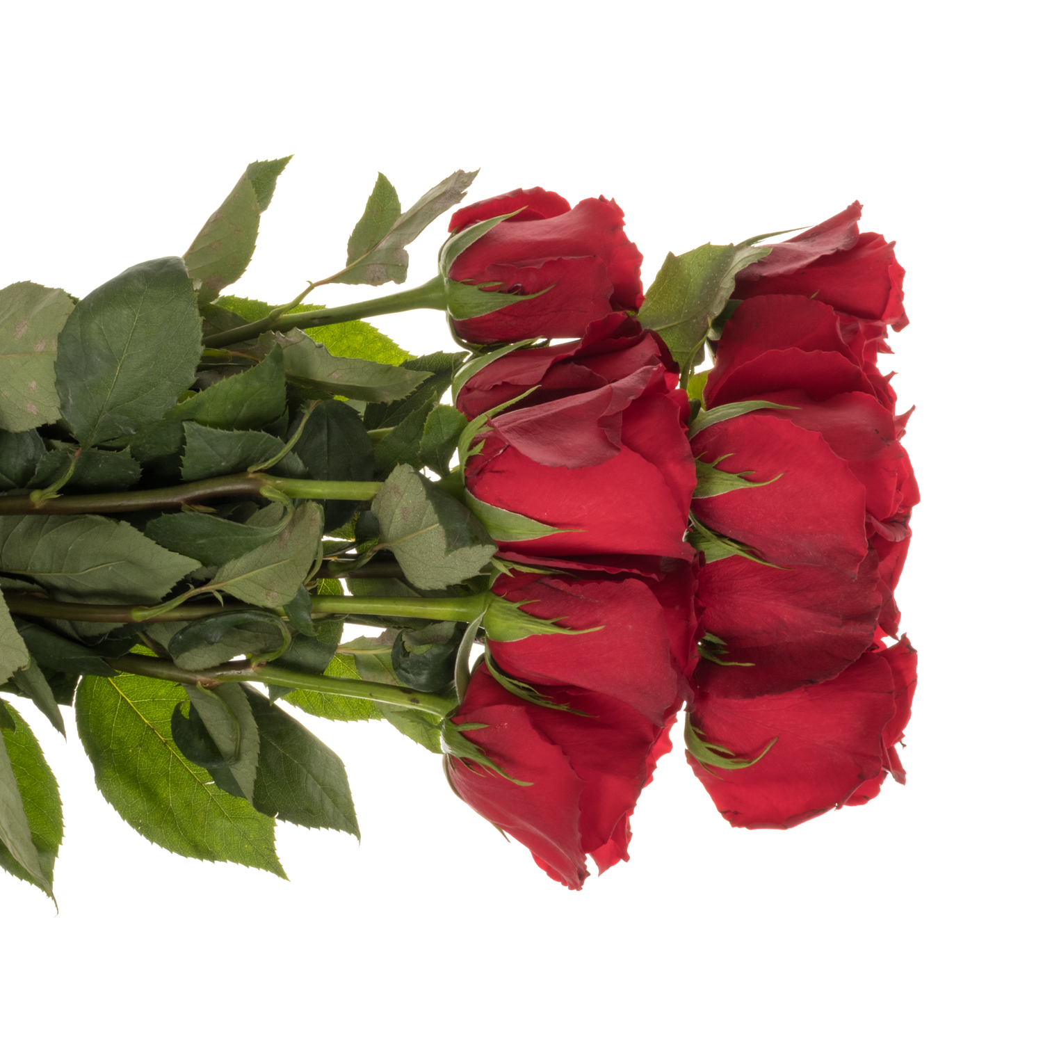 Rose dunkel rot Game Changer 60cm