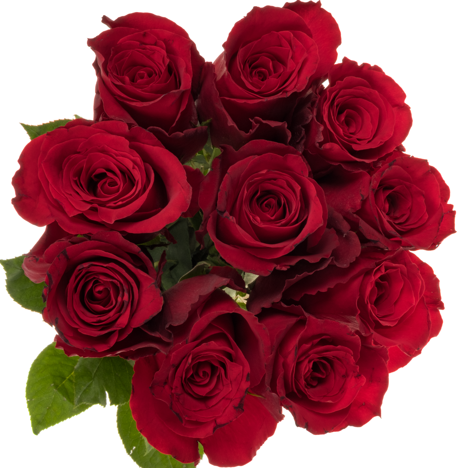 Rose dunkel rot Game Changer 60cm