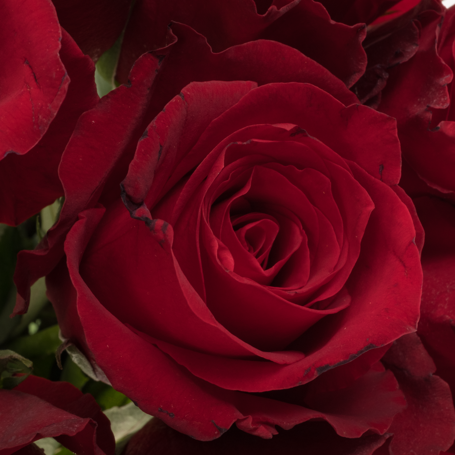 Rose dunkel rot Game Changer 60cm