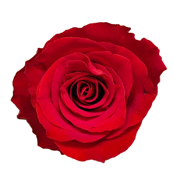Rose dunkel rot Game Changer 60cm