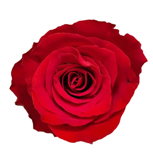 Rose dunkel rot Game Changer 60cm
