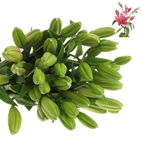 Lilie asiatisch rosa Brindisa 4+Blüte 80cm